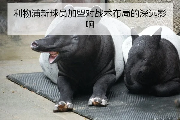 利物浦新球员加盟对战术布局的深远影响